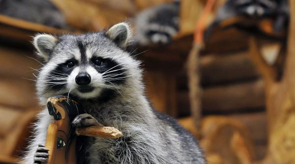 raton vandalizare magazin bauturi alcoolice adormit beat baie