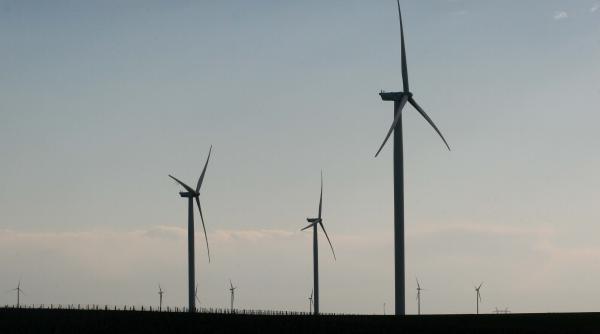 Vultur omorât de turbina unei eoliene