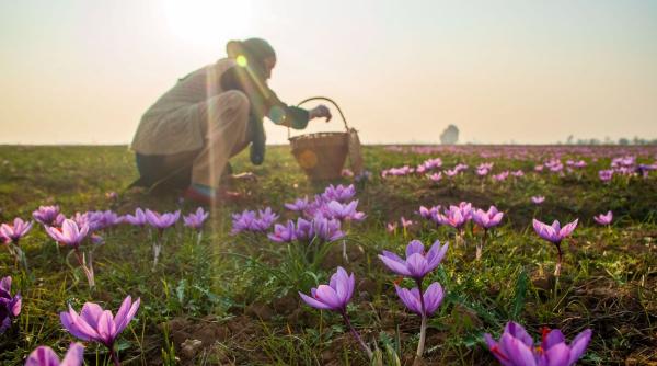 beneficii sanatate cel mai scump condiment din lume