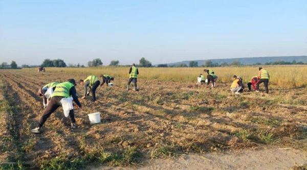 ajutor inedit gospodarie cat costa angajezi detinut munci casnice agricole
