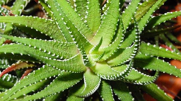 Cum să îngrijești aloe vera: 10 lucruri esențiale care o ajută să prospere