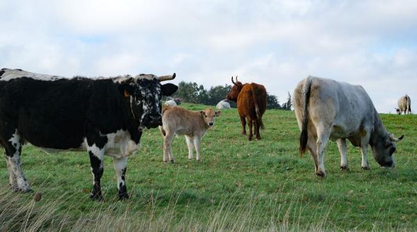 Măsură nouă din 2026: bani pentru fermierii afectați de focarele de boli la animale