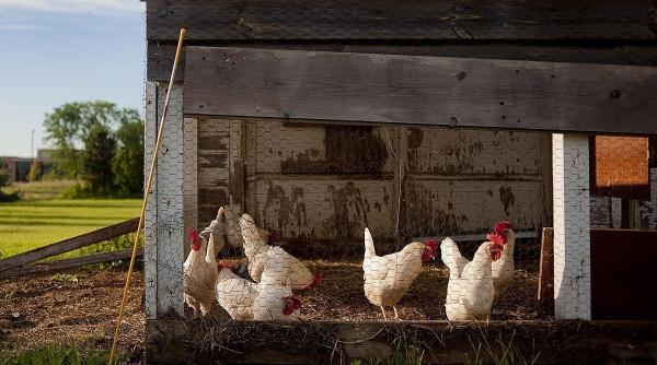 Ce spun ouăle din farfurie despre fermele din România. Atenție la codul marcat pe coajă!