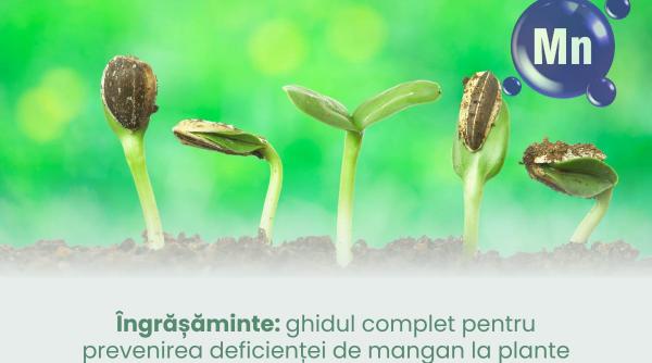 ingrasaminte ghidul complet pentru prevenirea deficientei de mangan la plante