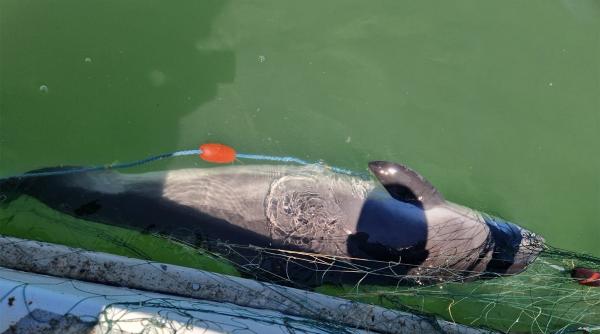 romania investitie monitorizare populatie sturioni dunare