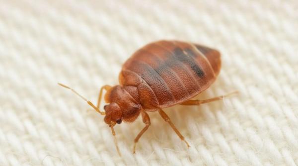 Produse eficiente pentru a scăpa de ploșnițe de pat. Abordarea corectă, pas cu pas