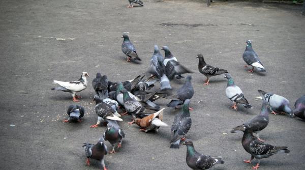 porumbei restaurant chinezesc