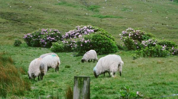 Ungaria va intenta acțiuni legale dacă UE aprobă Acordul comercial Mercosur