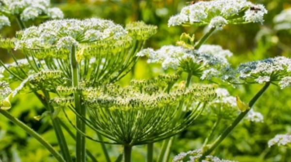 100.000 euro/fermă pentru investiții în floricultură, plante medicinale și plante aromatice