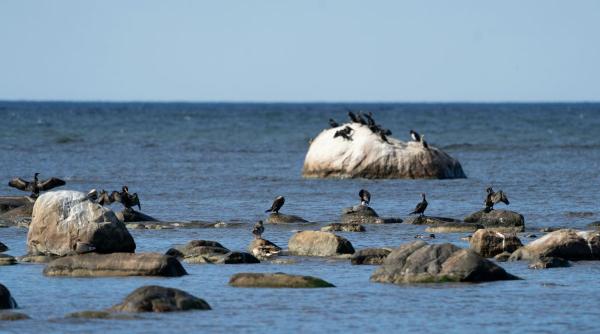 Petiție - avertisment: Piscicultorii reclamă pierderi masive cauzate de cormorani