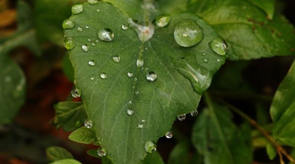 Cum să optimizezi absorbția nutrienților prin frunze: sfaturi și recomandări