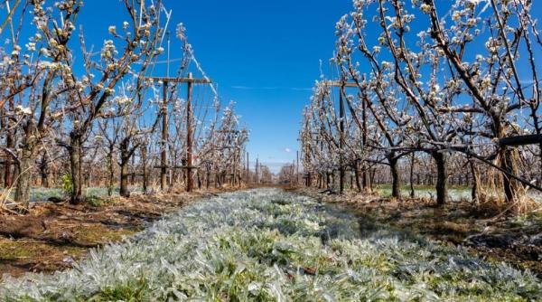 Sprijin financiar de urgenţă pentru pomicultori după îngheţurile din primăvara anului 2025