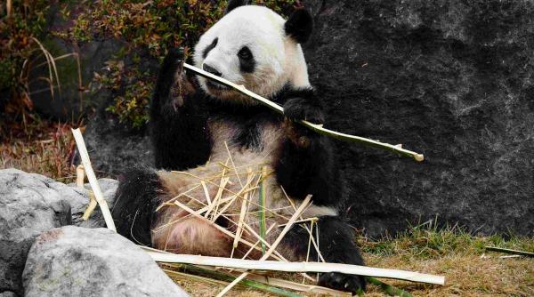 Japonia nu a fost cuminte: China i-a luat ursuleții Panda