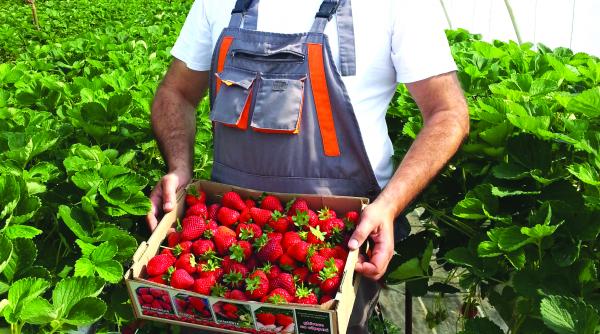 legumicultori majorare ajutor
