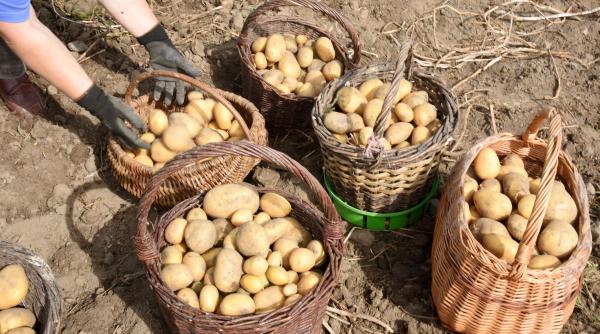 decizia inedita fermieri germani recolta record carofi determina agricultori ofere gratuit locuitorilor berlin