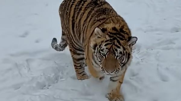 tigru siberian liber curte dambovita dosar penal