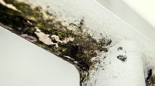 mucegai toxic afecta plamanii termen lung