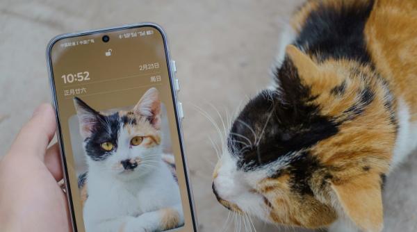 Îți plac fotografiile cu pisici? Ești mereu distras? Probabil că ești destul de bun la concentrare: 9 mituri despre atenție