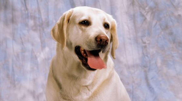 12 cele mai jucăușe rase de câini: Nu se plictisesc niciodată de distracție