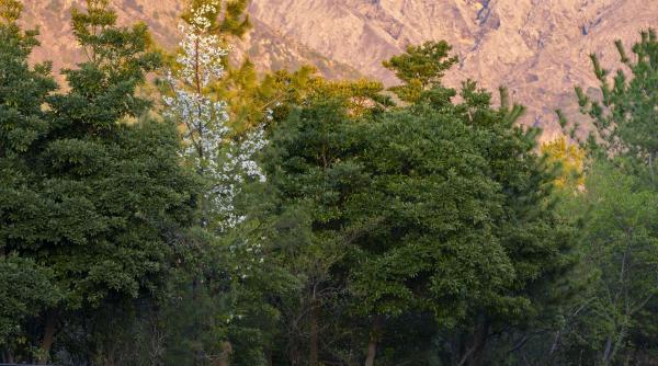 noua buburuza descoperita campus universitar japonia