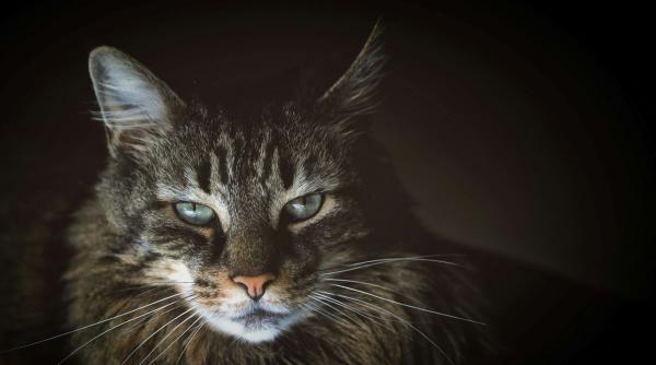 Cele mai morocănoase zodii. Lunile în care se nasc cei mai sinceri oameni