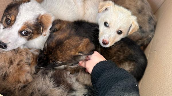 Amendă de 12.000 de lei pentru o femeie care a abandonat patru pui de câine