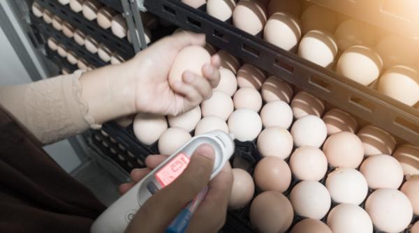 Cum sa controlezi temperatura și umiditatea în incubator pentru o ecloziune reușită?