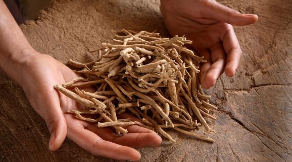 ashwagandha planta minune medicina ayurvedica beneficii riscuri sanatate