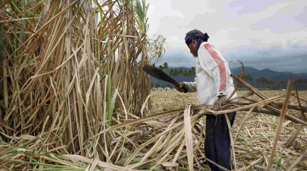 Noul meniu european: peste 100 de substanțe periculoase, în alimentele aduse din Mercosur