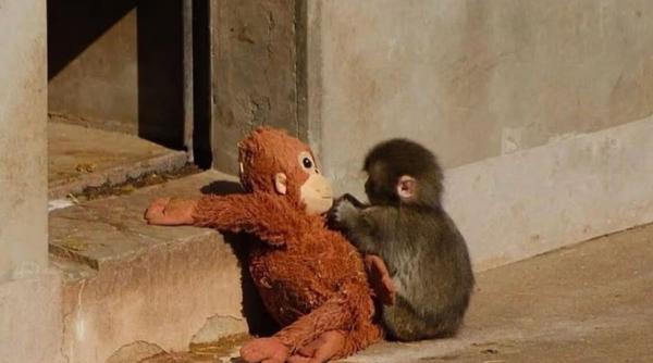 Un pui de maimuţă abandonat de mamă şi-a găsit alinarea într-o jucărie de pluş