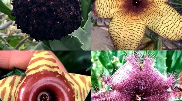 Între știință și spectacol: Australia devine centrul mondial al florilor cadavru