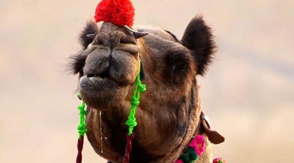 camile operate estetic cocoasa perfecta injectii botox scandal concurs desert