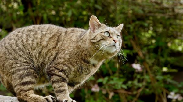 misterul intrigat oameni secole cum reusesc pisicile cada picioare