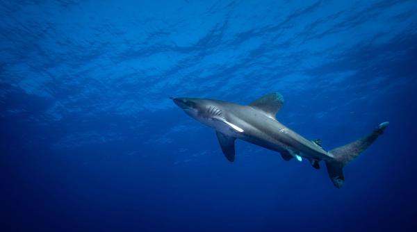 Pui de rechin alb, prins de pescari în Marea Mediterană
