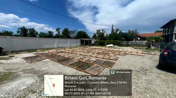 64 de tone de trufe comercializate ilegal. Profit de 13 milioane de lei