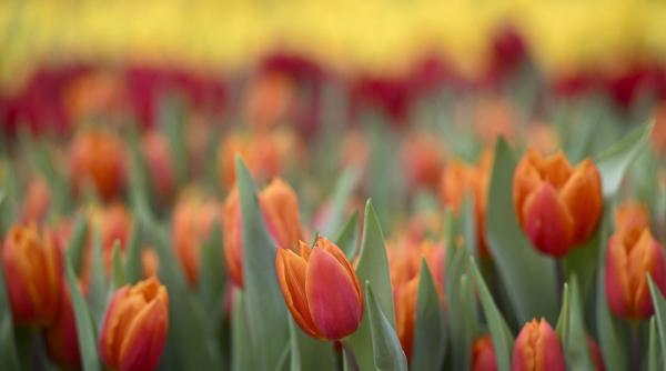 Horoscop primăvară 2026: eclipsa care schimbă destinele tuturor zodiilor. Dragoste, bani și decizii karmice