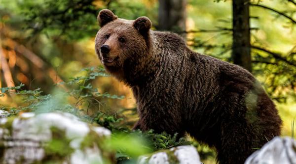 Record de urși în Pirinei, însă diversitatea genetică este în pericol