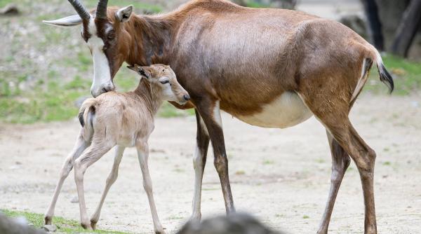 Antilopă împușcată la Zoo Schönbrunn din Viena