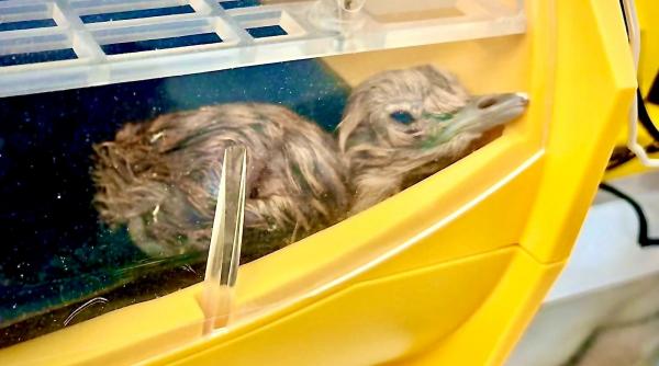 Pui de dropie, păzit de 50 de agenți ai serviciilor de protecţie a faunei