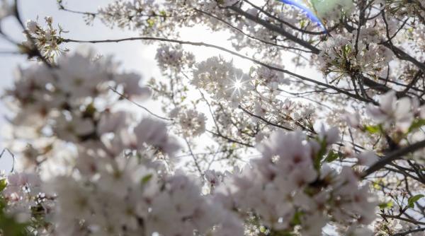 Ce urmează pentru tine în această primăvară: lecții neașteptate despre echilibru și fericire