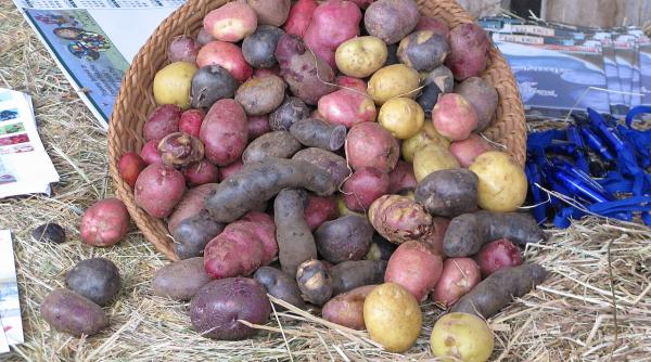 De unde avem în română cuvântul barabulă