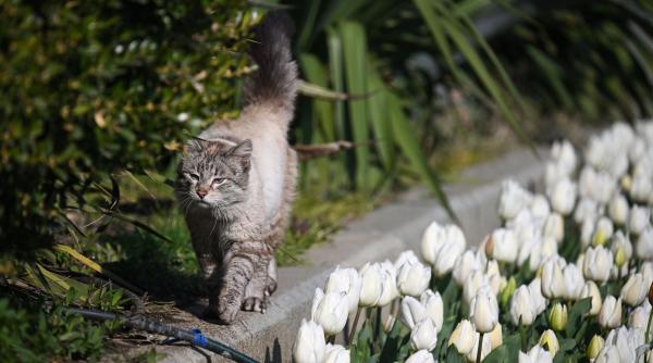 Prognoza meteo până pe 4 mai: Cum va fi vremea de Paște și 1 Mai în România