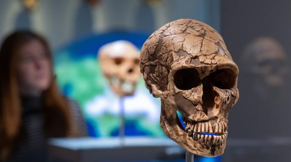 neanderthalienii smoala antibiotic prevenire infectii