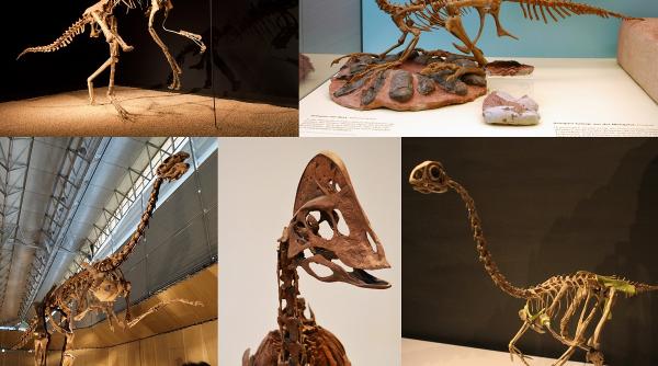 Oamenii de știință au reconstituit un cuib de dinozaur pentru a dezlega un mister