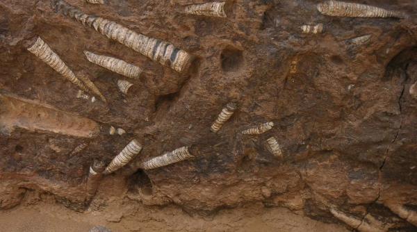 roci ciudate pielea de elefant dezvaluire forme viata stravechi ocean