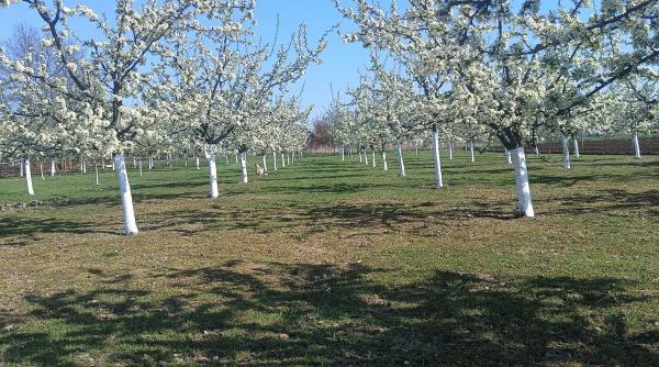 Primăvara în grădină: Tradiția veche păstrată de români. Cum și de ce se dau cu var pomii fructiferi?