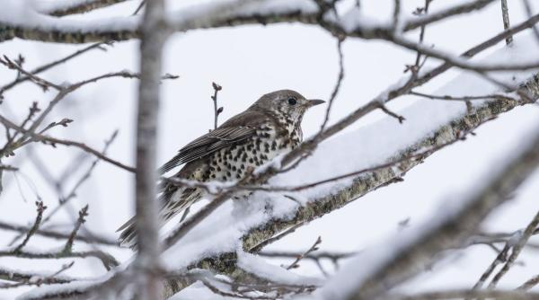 vremea romania racire ninsori anm paste 2026