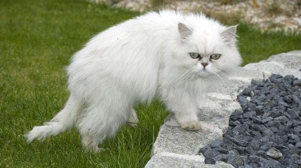 cum sunt sarbatorite pisicile diverse tari intreaga lume