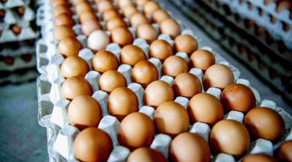 Europa fără ouă! Unul dintre cele mai consumate alimente, oul, va deveni produs de lux