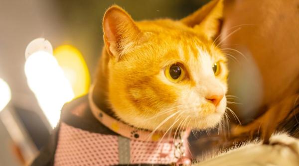 Plimbările cu pisica în lesă: trend viral sau stres ascuns pentru animale?